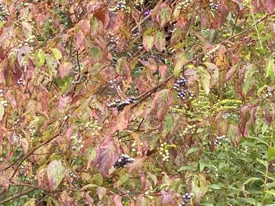 Cornus amomum, photographed by ladyjanaye