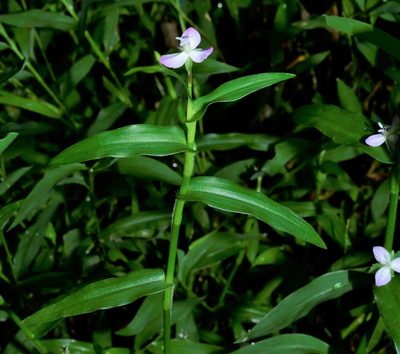 Murdannia keisak, photographed by nancyellivc