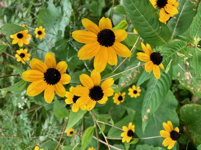 Rudbeckia triloba, photographed by Susan Berry