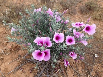 Ipomoea oenotheroides, photographed by Dave U
