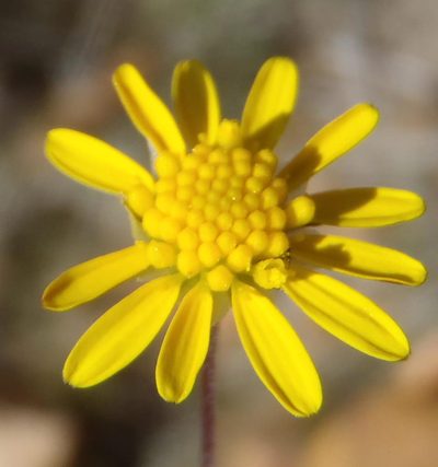 Euryops ericoides, photographed by Nicola van Berkel