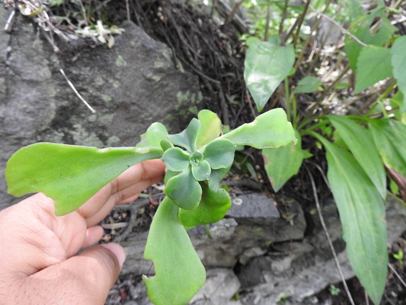 Echeveria chapalensis, photographed by Oscar Alejandro Morales Juárez