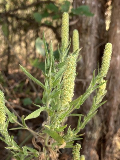 Ambrosia bidentata, photographed by David Matthew