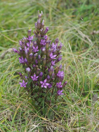 Gentianella germanica, photographed by carnifex