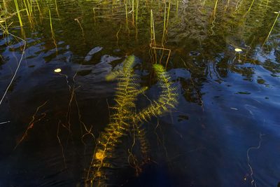 Utricularia macrorhiza