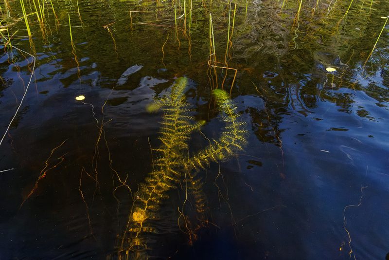 Utricularia macrorhiza, photographed by Christian Back