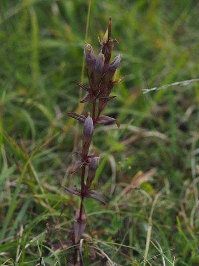 Gentianella germanica, photographed by carnifex
