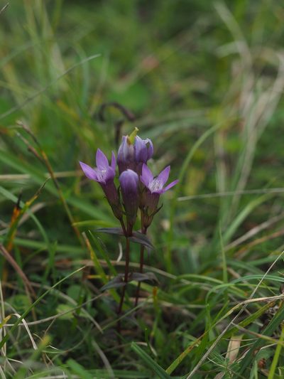 Gentianella germanica, photographed by carnifex