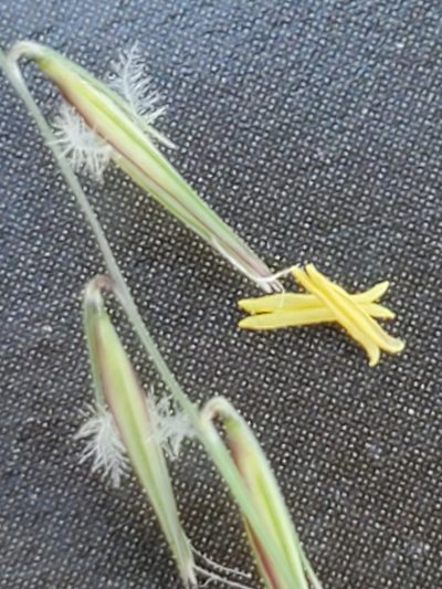 Bouteloua uniflora, photographed by Jo Roberts