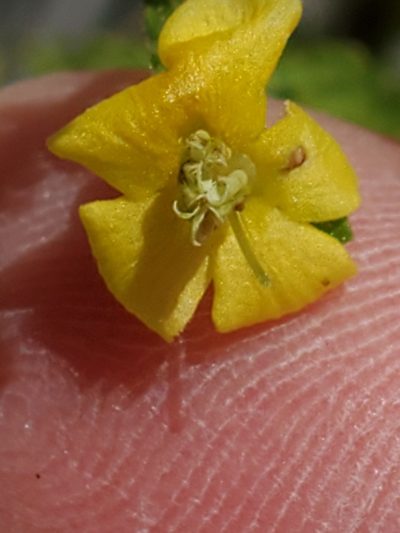 Seymeria texana, photographed by Jo Roberts