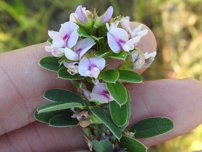 Lespedeza stuevei, photographed by Sam Kieschnick