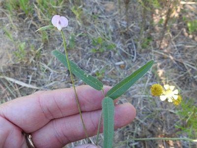 Strophostyles leiosperma