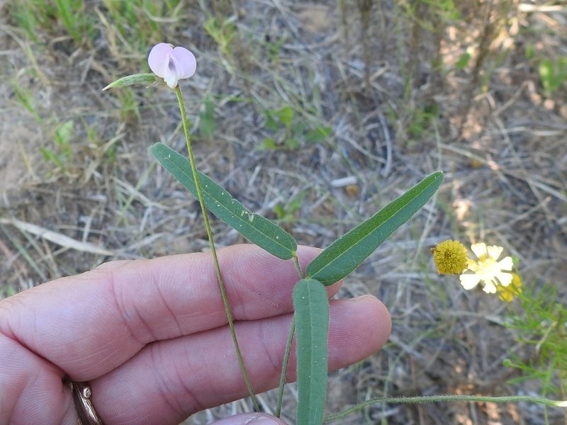 Strophostyles leiosperma, photographed by Sam Kieschnick
