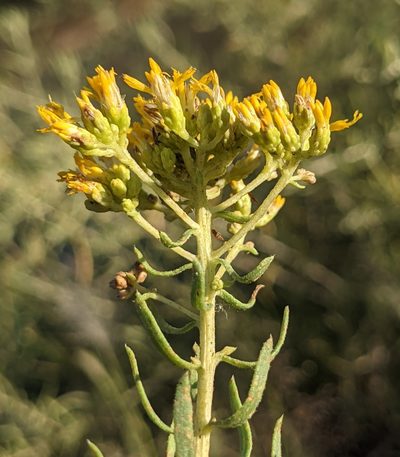 Isocoma pluriflora, photographed by Dominic Gentilcore