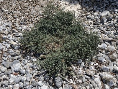Suaeda taxifolia, photographed by Jim Riley