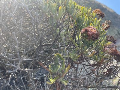 Eriogonum arborescens, photographed by Jim Riley