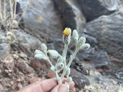 Hazardia detonsa, photographed by Jim Riley