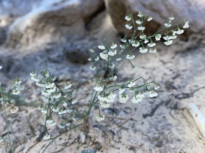 Eriogonum cernuum, photographed by Robbie Hannawacker