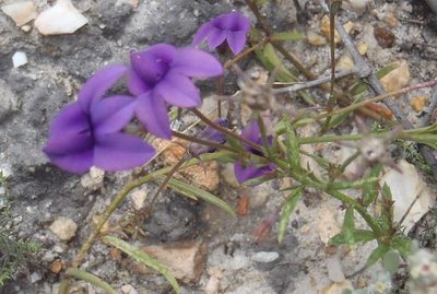 Monopsis simplex, photographed by Nicola van Berkel