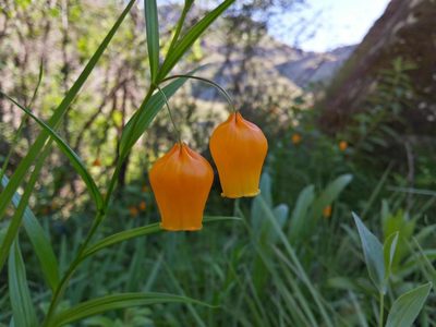 Sandersonia aurantiaca, photographed by Chris Vynbos