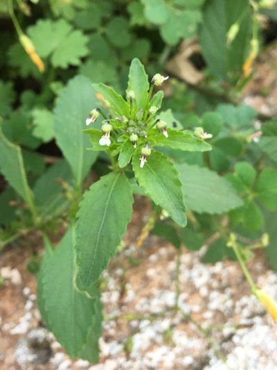 Pombalia parviflora, photographed by B. Phalan
