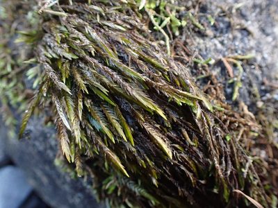 Fontinalis neomexicana, photographed by Randal