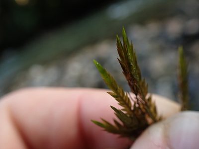 Fontinalis neomexicana, photographed by Randal