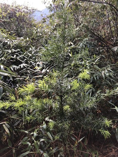 Podocarpus glomeratus, photographed by Skjold Søndergaard