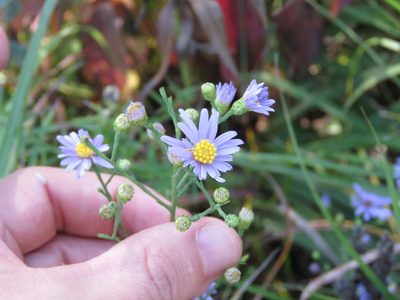 Symphyotrichum laeve, photographed by Paul Roots