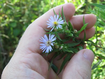 Symphyotrichum praealtum, photographed by Paul Roots