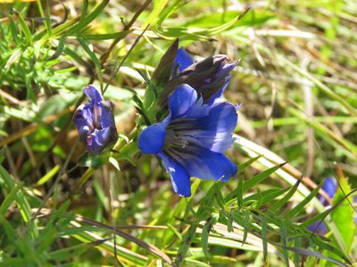Gentiana puberulenta, photographed by Paul Roots