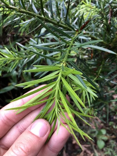 Podocarpus glomeratus, photographed by Skjold Søndergaard