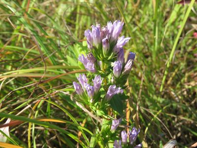 Gentianella quinquefolia, photographed by Paul Roots