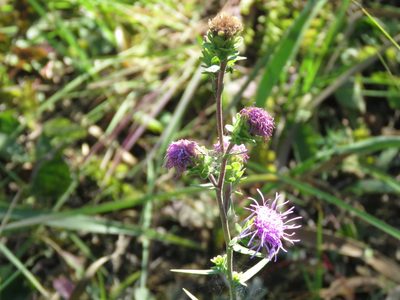 Liatris scariosa, photographed by Paul Roots
