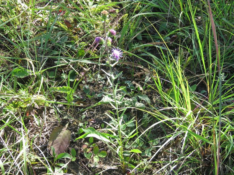 Liatris scariosa, photographed by Paul Roots