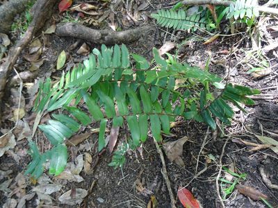 Pellaea falcata, photographed by Gary Williams