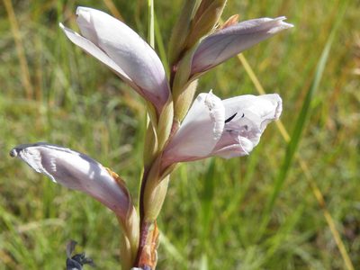 Gladiolus elliotii, photographed by Antoinette Eyssell Knox
