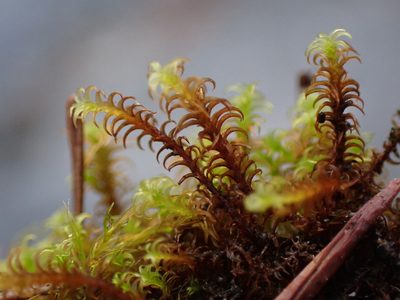 Geheebia ferruginea, photographed by Randal