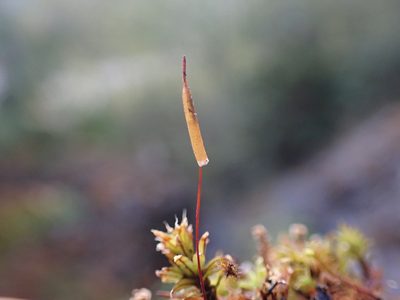 Encalypta procera, photographed by Randal