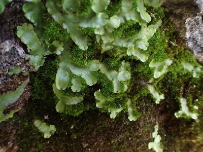 Marchantia quadrata, photographed by Randal