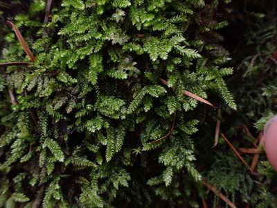 Plagiothecium denticulatum, photographed by Randal