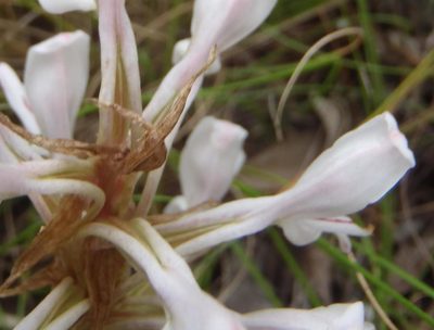 Satyrium longicolle, photographed by Nicola van Berkel