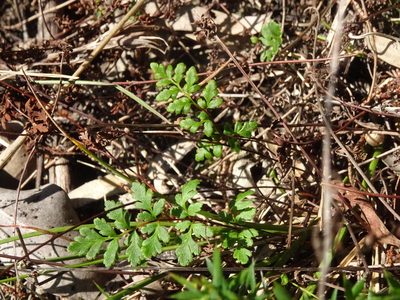 Cheilanthes sieberi, photographed by Gary Williams
