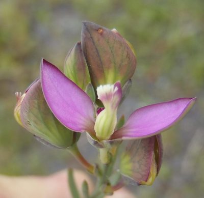 Polygala wittebergensis, photographed by Nicola van Berkel