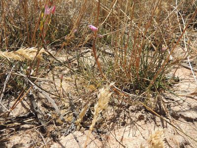 Lachnaea uniflora, photographed by Jacques van der Merwe
