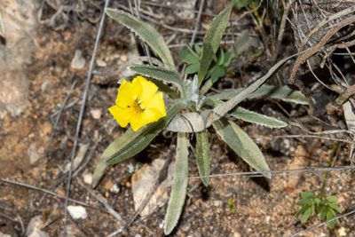 Goodenia willisiana, photographed by T. Hammer