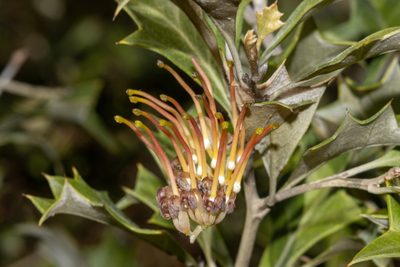 Grevillea ilicifolia, photographed by T. Hammer