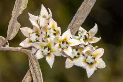Lasiopetalum behrii, photographed by T. Hammer