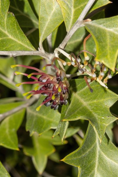 Grevillea ilicifolia, photographed by T. Hammer