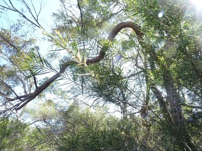 Acacia floribunda